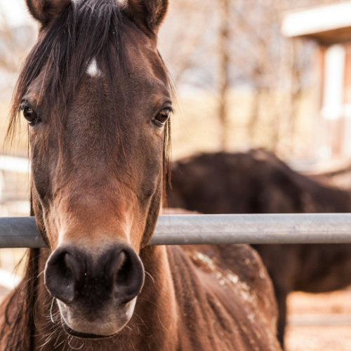 Equitazione